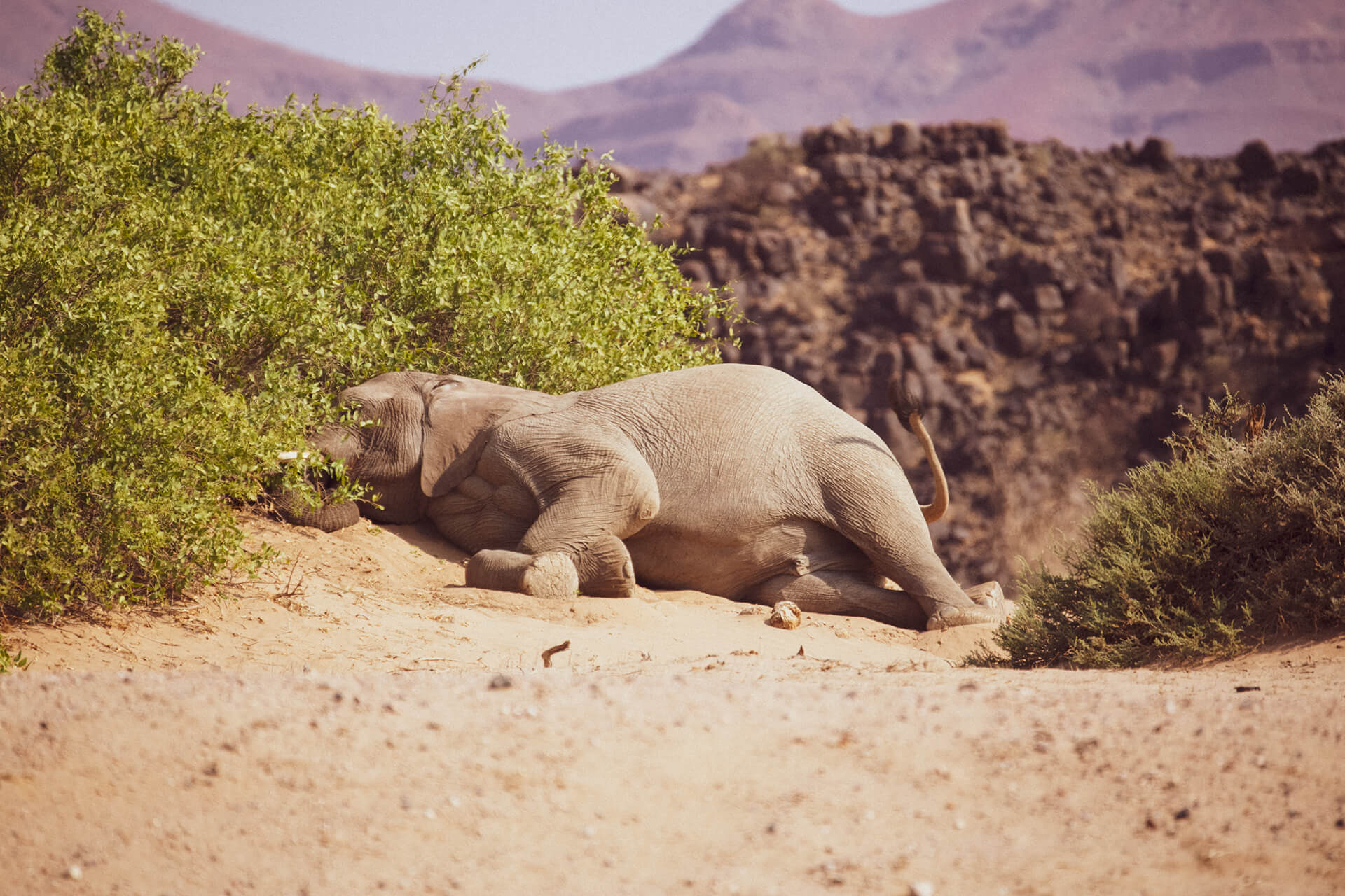 Namibian Bushelephants