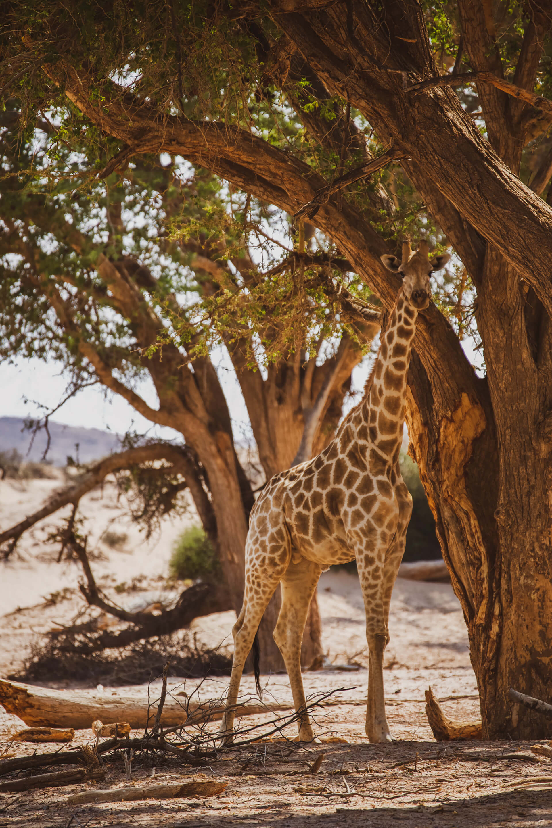 Giraffe enjoying the shadow of a tree namibia