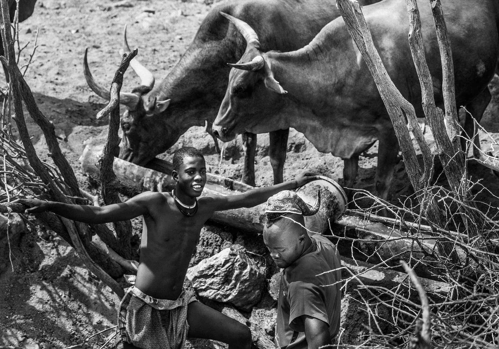 Cows Namibia